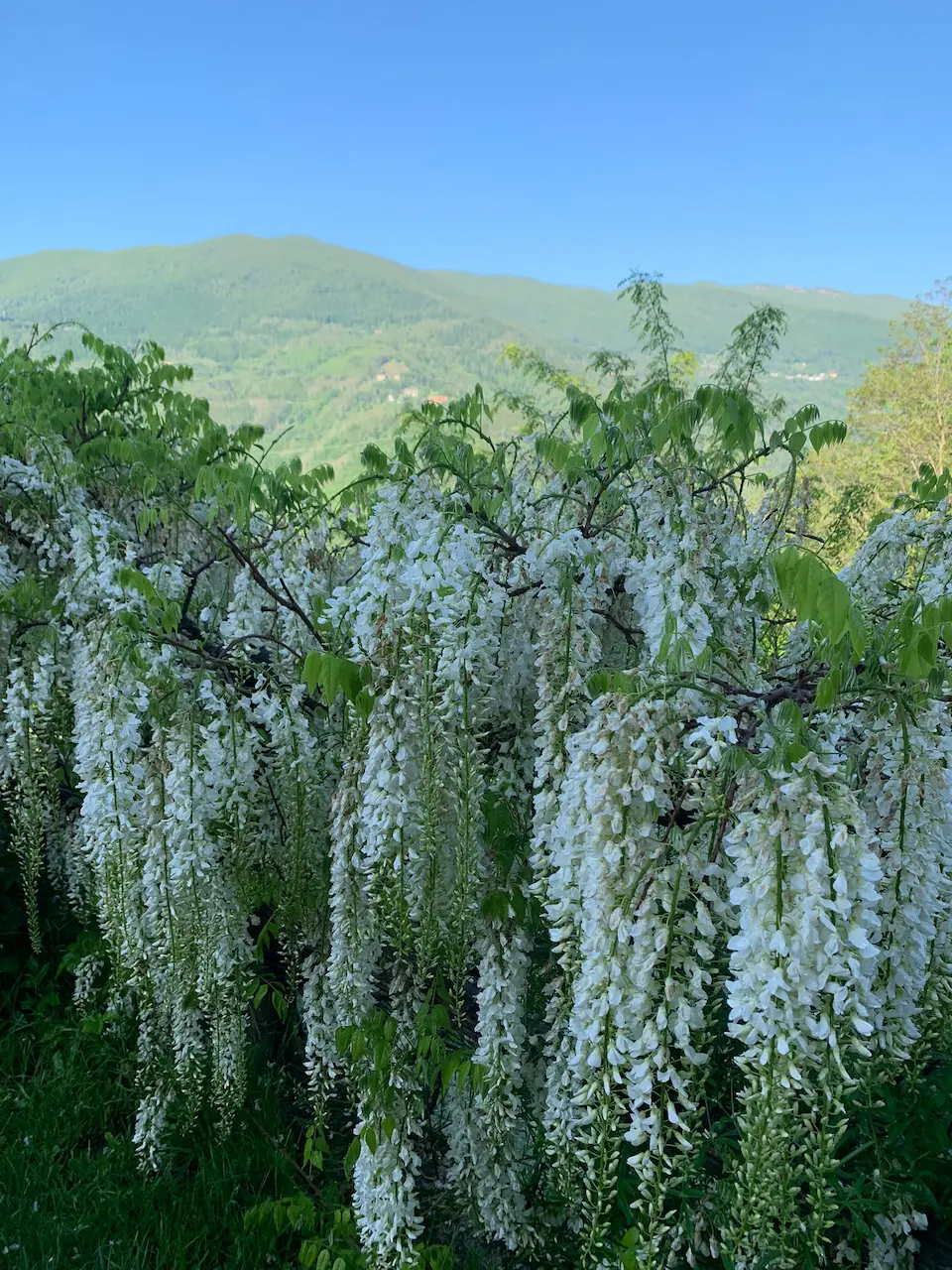 azienda agricola pistolozzi gregorio 01